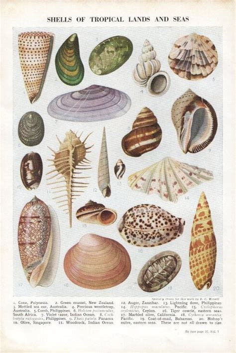 Tropical Shells Vintage Sea Shell Print By Vintageandnostalgia 1595