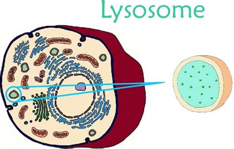 Lysosomes Cell Factory Inc