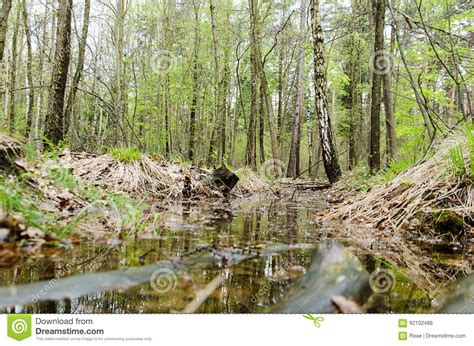 Stream In The Marshes In The Pine Forest Stock Photo Image Of Swamps