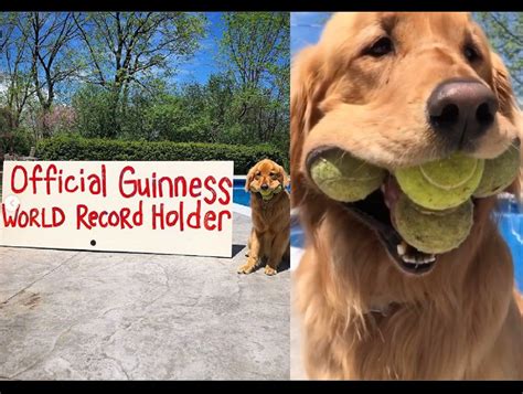 Dog World Record Golden Retriever Holds 6 Tennis Balls In Mouth Makes