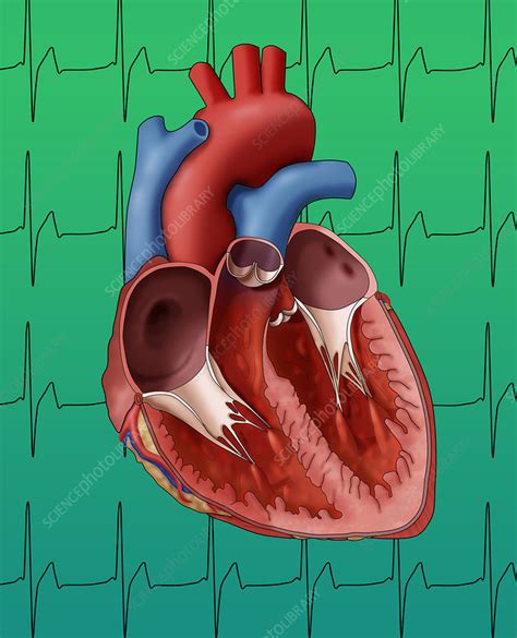 Heart Internal Anatomy Illustration Stock Image C0277251