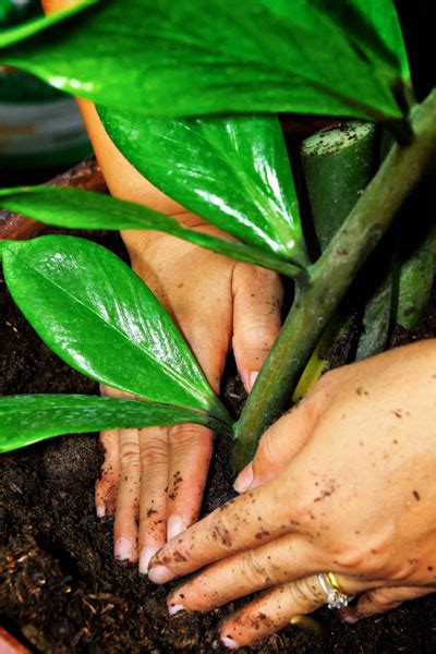 You can also use larger rocks to help reinforce and define the landscape. ZZ Plant (Zanzibar Gem) - Care, Growing, Watering ...