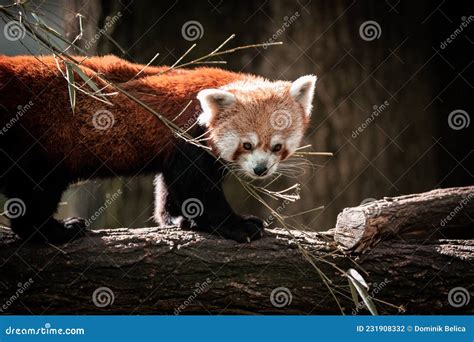 Cute Red Panda Ailurus Fulgens In The Zoo On The Tree Is Playing With