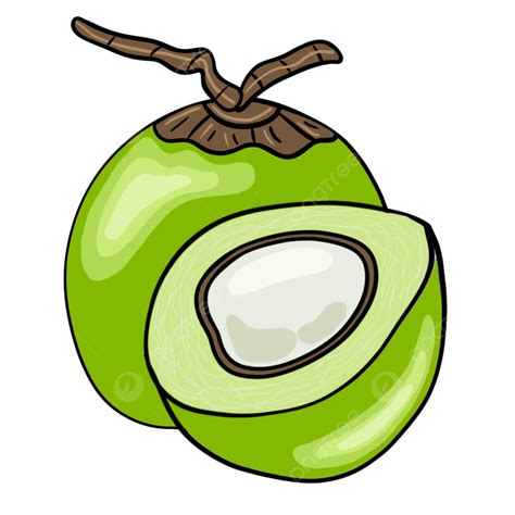 Fresh Young Coconut Fruit Coconuts Green Fruit Png Transparent