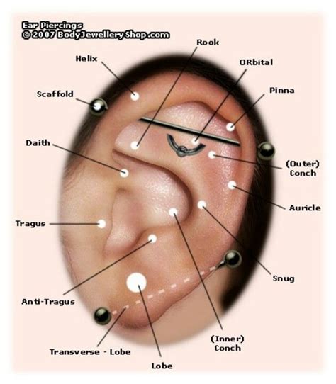 Ear Piercing Yahoo Image Search Results Ear Piercing Names Ear