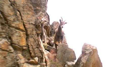 Mountain Goats Climbing On Rocks Youtube