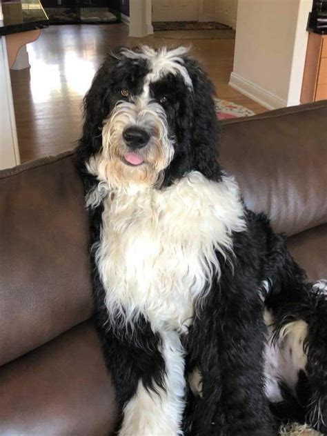 Pin On Bernedoodles