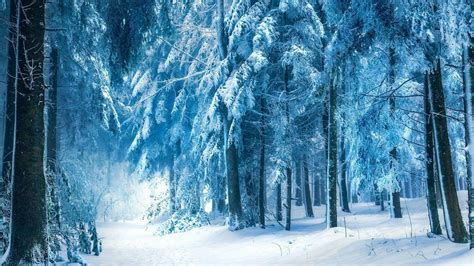Snowy Forest Wallpapers Top Free Snowy Forest Backgrounds