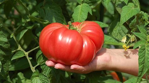 How To Grow Giant Tomatoes 6 Tips For Success Gardeningleave