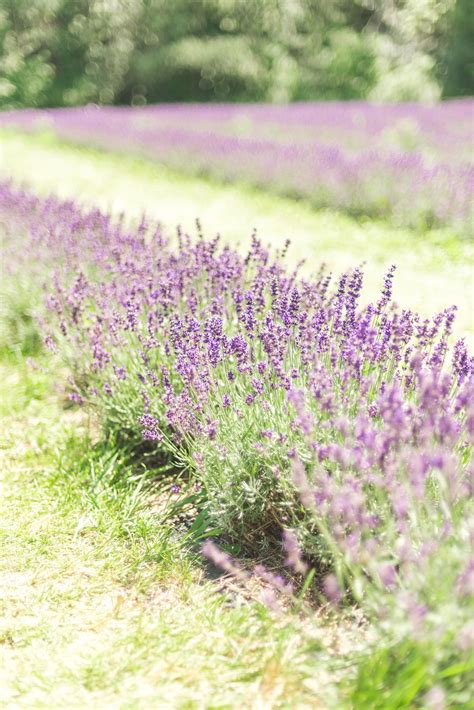 Ontario's Largest Lavender Field in Full Bloom | Lavender farm, Lavender fields, Lavender wedding