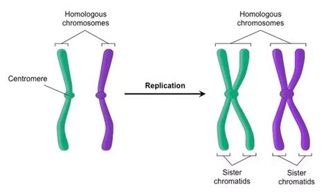 Homologous Pair Of Chromosomes Diagram Sharedoc