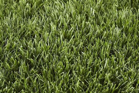 4 Grass Types For Lawns In Baltimore Md Lawnstarter