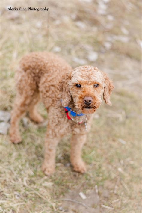 Stark – Pound Dog Rescue