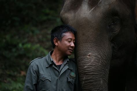 The Human Story Behind China S Wandering Elephants CGTN