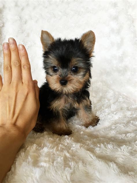 Tiny Teacup Yorkie Puppy For Sale Iheartteacups