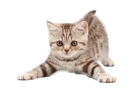 Tiernas Imágenes De Hermosos Gatitos En Png Para Descargar