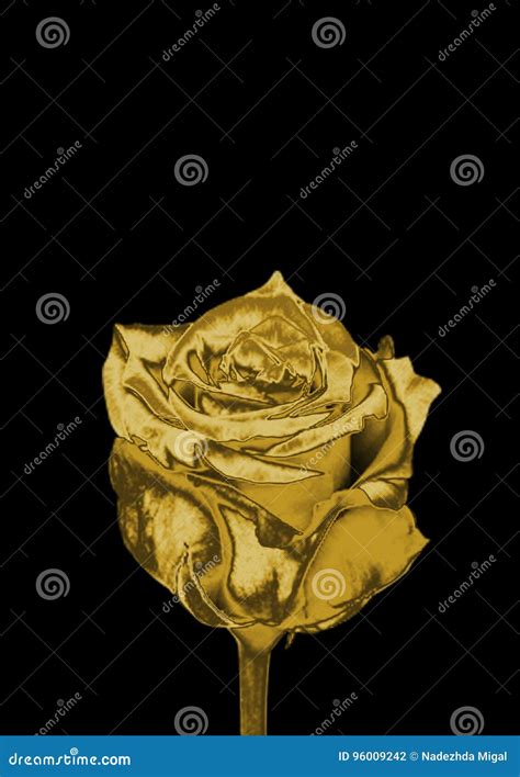 Beauty Golden Rose Stock Illustration Illustration Of Gold 96009242