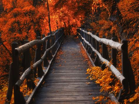 1024x768 A Bridge In Autumn Season 1024x768 Resolution Wallpaper Hd