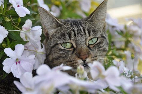 What causes people to be allergic to cats. Pets and Pollen: How to Help Protect Your Pets From ...
