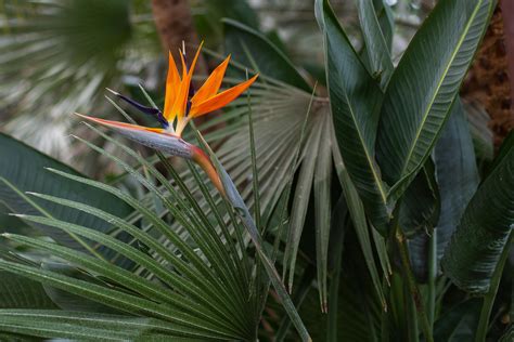 Orange And Green Bird Of Paradise · Free Stock Photo