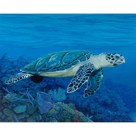 Hawksbill Sea Turtle Canvas Print Deano Studios