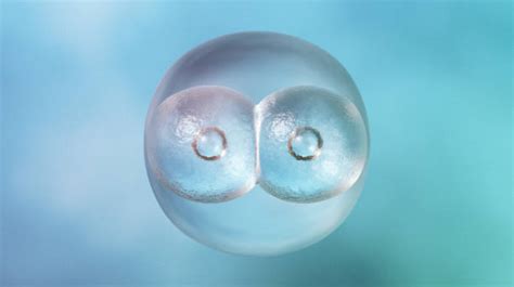 At that point, the zygote becomes an embryo. Best Animal Zygote Stock Photos, Pictures & Royalty-Free ...