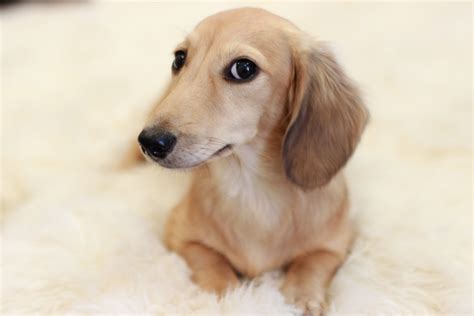 To minimize the risk of your dachshund developing any hereditary health issues, you should buy a dachshund puppy from a reputable breeder. Dams | Crown Dachshunds
