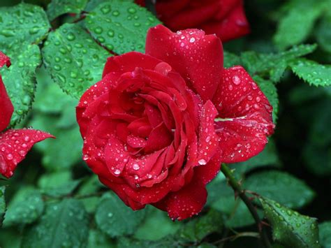 Lovely Rose With Beautiful Red Color Petals Drops Water