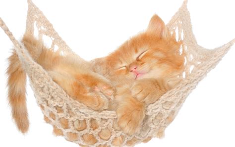 Cat Cute Hammock Kitten Wallpaper Resolution3840x2400 Id933404