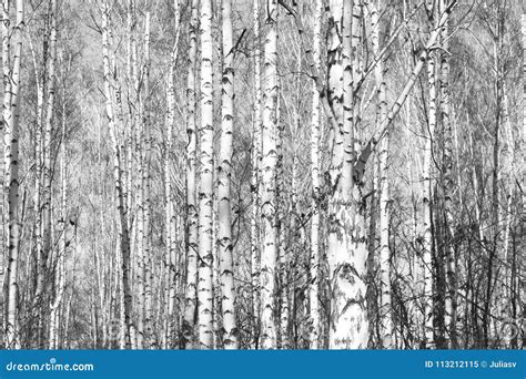 Black And White Photo Of Birches Stock Image Image Of Birches Autumn