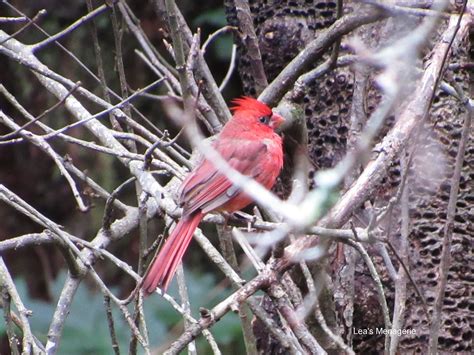 Leas Menagerie Northern Cardinal October 9 2019