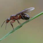 It's highly unlikely ants will bite or sting you while they're flying. Common Types of Ants | Fire, Carpenter & Flying Ant Infestation