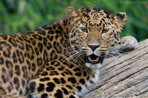 Amur Leopard Panthera Pardus Orientalis A Photo On Flickriver