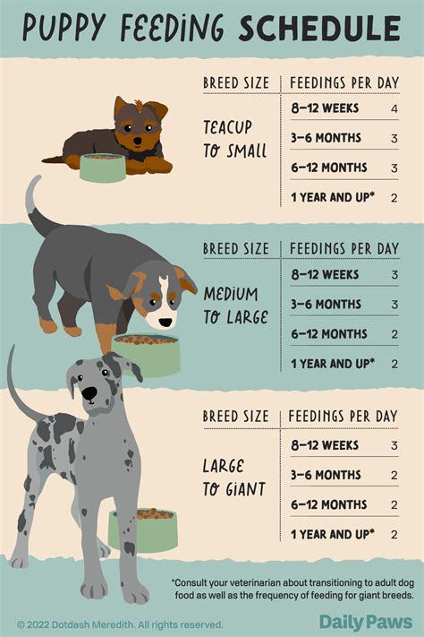 Is Your Puppy Not Eating Heres What You Can Do To Help