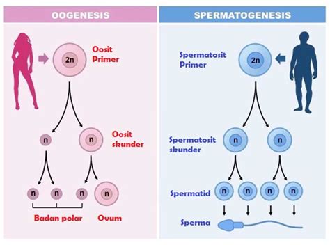 Perbedaan Spermatogenesis Dan Oogenesis Porn Sex Picture
