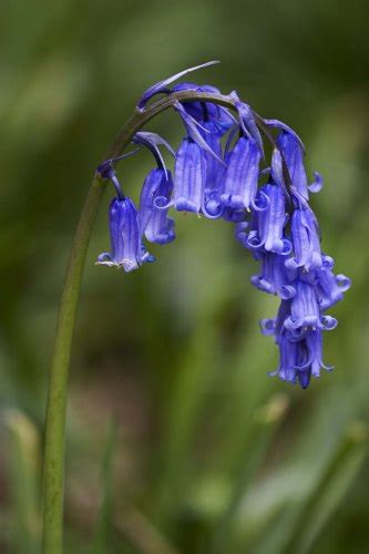 10 Facts About Bluebells Fact File
