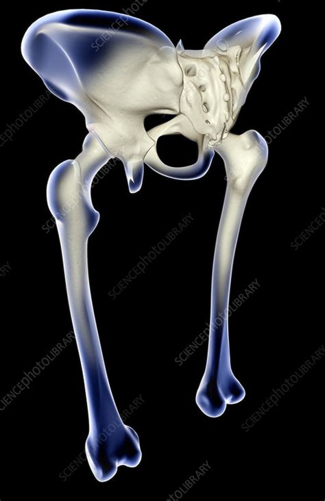 The Bones Of The Lower Limb Stock Image F0016105 Science Photo