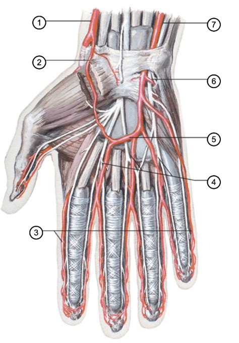 Arteries Of Hand Palmar View Diagram Quizlet