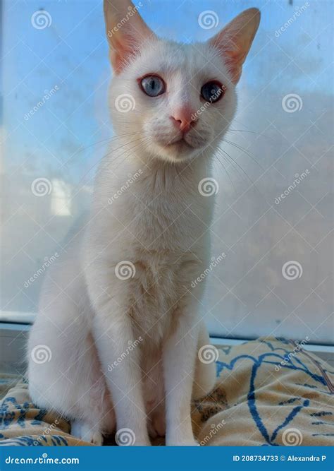 Close Up With White Cat With Blue Eyes Stock Image Image Of Eyes