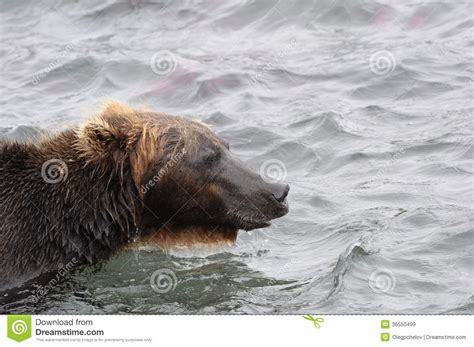 Portrait Of Kamchatka Brown Bear In Aqueous Interior Stock Image
