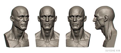 Artstation Male Anatomy Bust Face Anatomy Anatomy Anatomy Drawing My