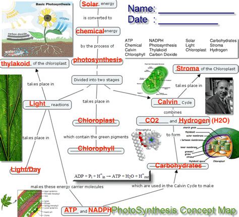 Photosynthesis Flow Chart By Curtis Lynch Teachers Pa