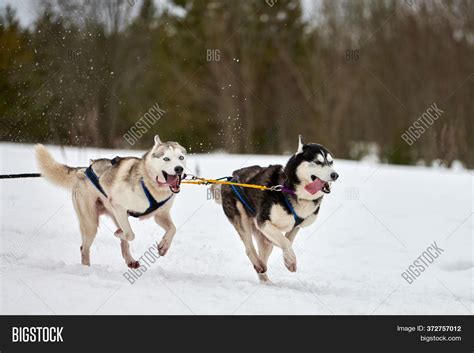 Running Husky Dog On Image And Photo Free Trial Bigstock