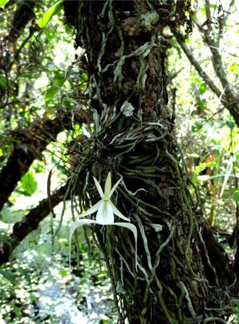 Ghost Orchid Big Cypress National Preserve Us National Park Service