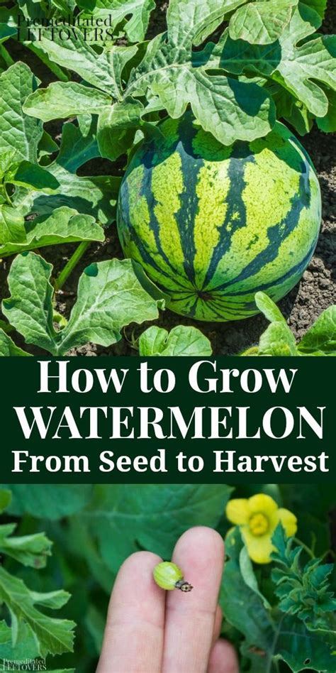Use These Tips On How To Grow Watermelon In Your Garden This Summer Gardening Tips For Gr