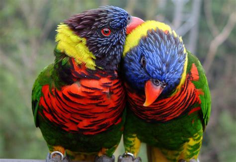 Lory Parrot Bird Tropical 22 Wallpapers Hd Desktop