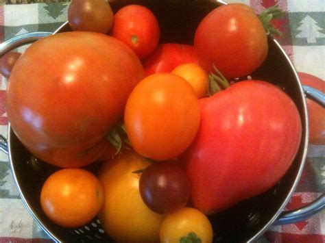Grow Different Tomato And Eggplant Varieties