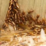 Pictures of Qld Termites
