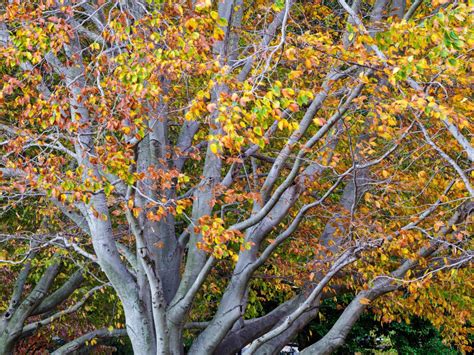 The American Beech Tree Weston Nurseries