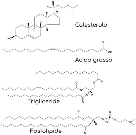 Lipidi Grassi E Acidi Grassi Facciamo Chiarezza